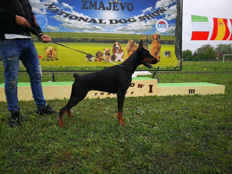 Aria Dobermans Angel Of Shaytan Triona